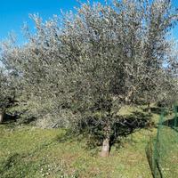 ulivi 