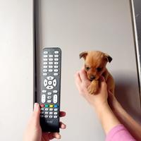 Pincher chihuahua mini toy