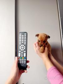 Pincher chihuahua mini toy