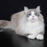 Gatto Siberiano per Monta Esterna