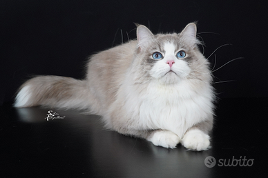 Gatto Siberiano per Monta Esterna