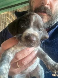 Drahthaar di pura razza