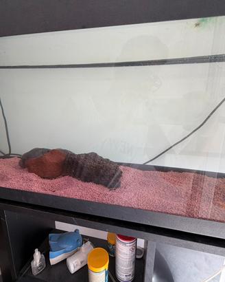 Acquario