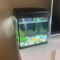Acquario 20 litri