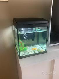 Acquario 20 litri