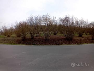 Terreno Agricolo La Morra [2TVCG]