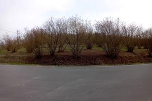 Terreno Agricolo La Morra [2TVCG]