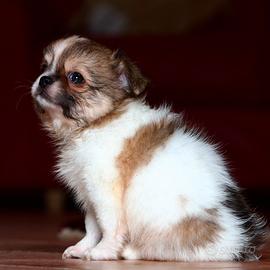 Cuccioli di chihuahua, Pedigree pelo lungo