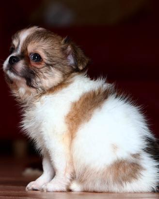 Cuccioli di chihuahua, Pedigree pelo lungo