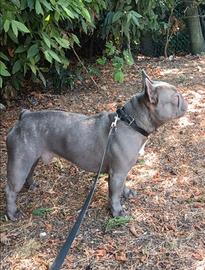 Bulldog francese per monta