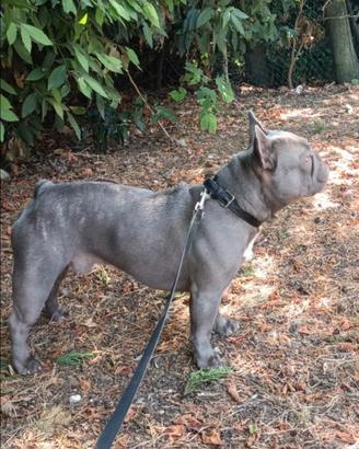 Bulldog francese per monta