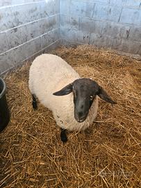 Agnello suffolk