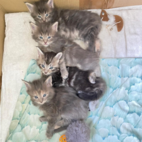 Maine maschio per monta