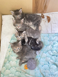 Maine maschio per monta