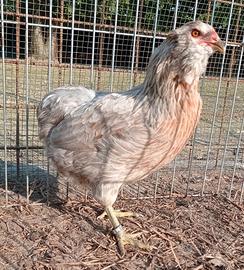 Araucane