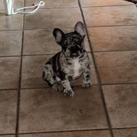 Buldog francesce originale