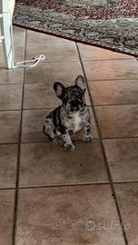 Buldog francesce originale