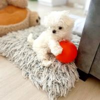 Maltese mini toy