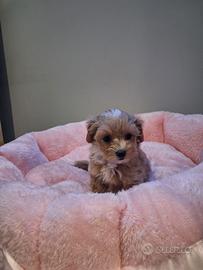Maltipoo