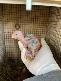 Pulli cacatua rosa