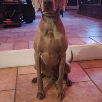 Weimaraner disponibile per monta