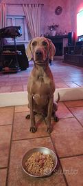 Weimaraner disponibile per monta