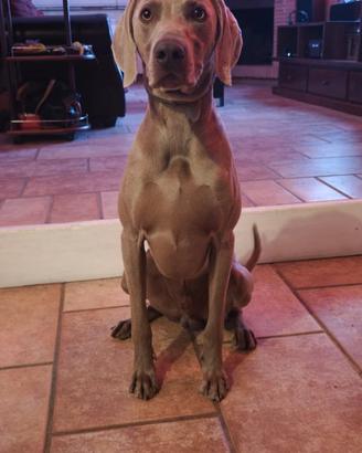 Weimaraner disponibile per monta