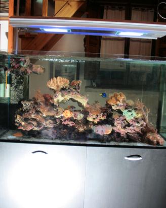 Acquario