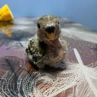 Inseparabile Napoli unico esemplare