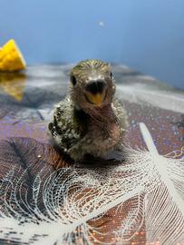 Inseparabile Napoli unico esemplare