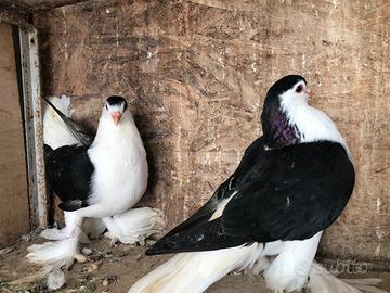 Colombi Lahore coppia