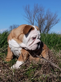 Cuccioli bulldog inglese
