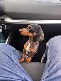 Bassotto Kaninchen Arlecchino Accoppiamento