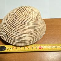 Conchiglia VENERIDAE