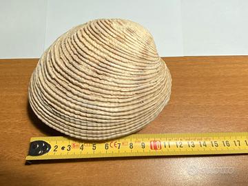 Conchiglia VENERIDAE