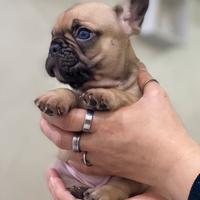 Bulldog francese