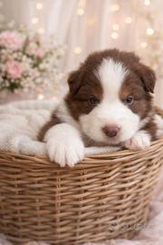 Maschietto pastore australiano