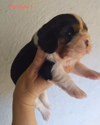 Cavalier king Charles Spaniel cucciole femmine
