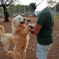 Maremmano abruzzese pedigree Enci, docilissimo