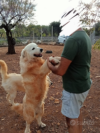 Maremmano abruzzese pedigree Enci, docilissimo