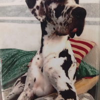 Cane Alano arlecchino