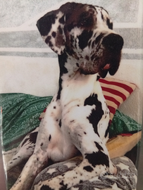 Cane Alano arlecchino