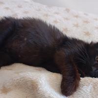 Samira gattina 3 mesi