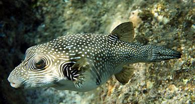 Pesce Marino
