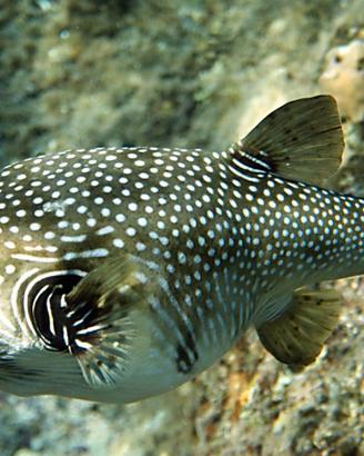 Pesce Marino