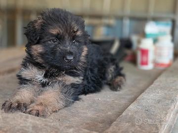 Pastore tedesco con pedigree