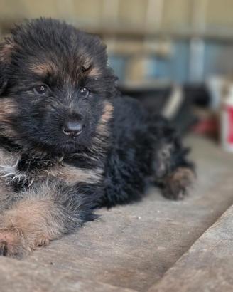 Pastore tedesco con pedigree