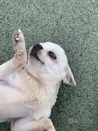 Chihuahua, mini Toy