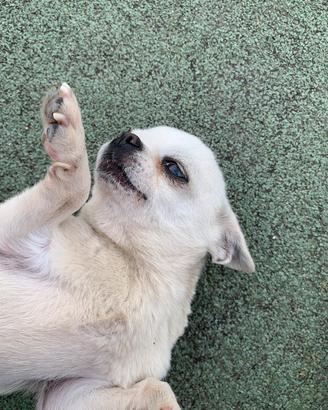 Chihuahua, mini Toy