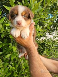 cuccioli di pastore australiano 